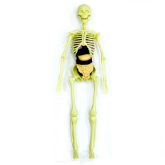Nessiworld The Human Body İnsan Vücudu 3D Eğitim Seti 3302